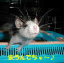 マロン