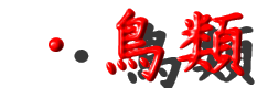 鳥図鑑(とりずかん) 鳥類(ちょうるい)図鑑