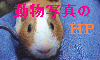�����ʐ^�̃z�[���y�[�W�o�i�[