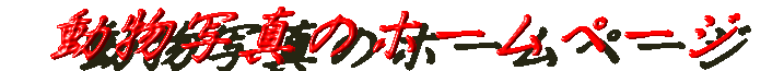 �����ʐ^�̃z�[���y�[�W