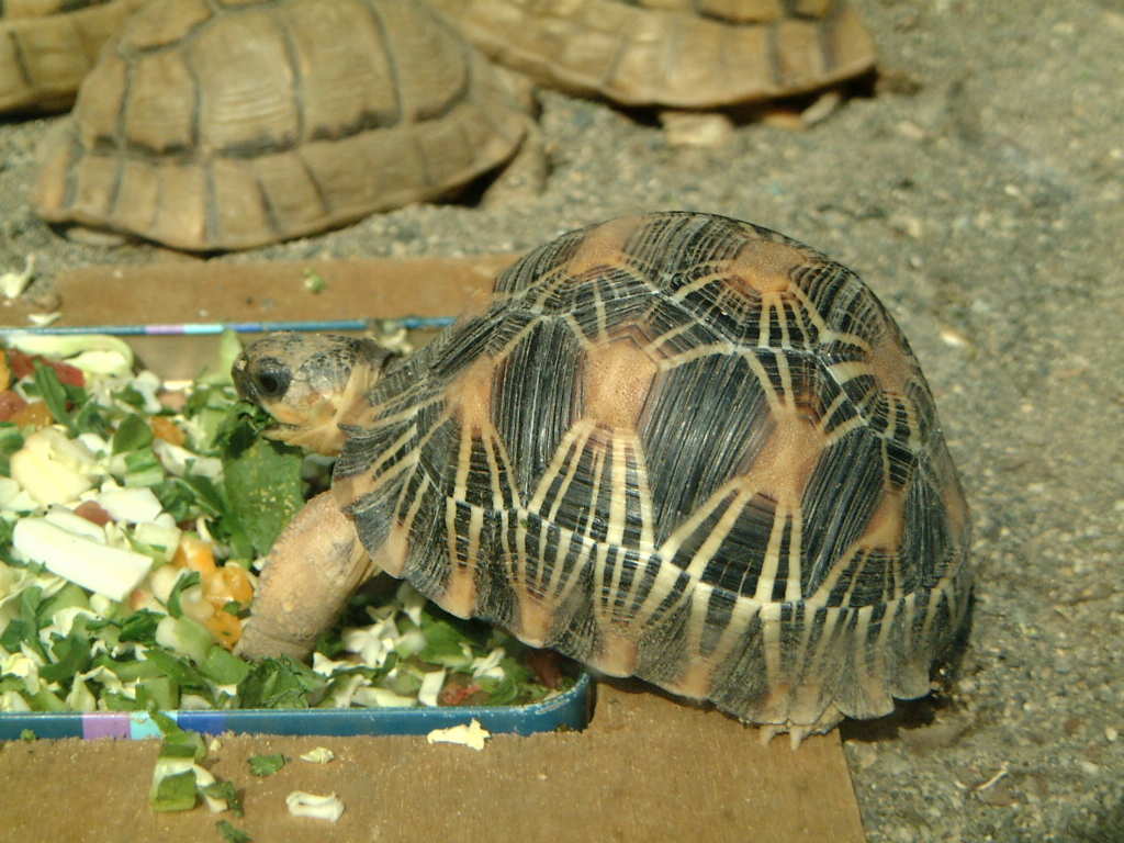 インドリクガメ 印度陸亀 動物図鑑 動物写真のホームページ