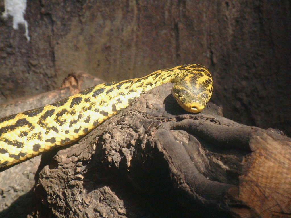 キイロアナコンダ 黄色アナコンダ 動物図鑑 動物写真のホームページ