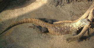 コモドオオトカゲ（コモドドラゴン） - 動物図鑑 - 動物写真のホームページ