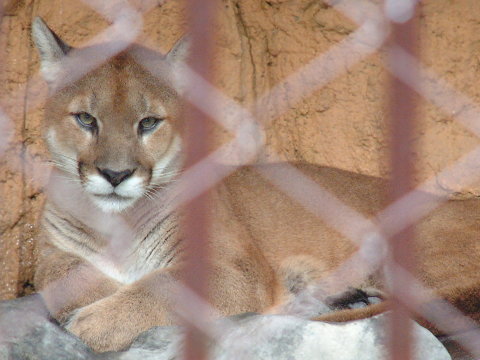 ピューマ マウンテンライオン アメリカライオン クーガー パンサー プーマ 動物図鑑 動物写真のホームページ