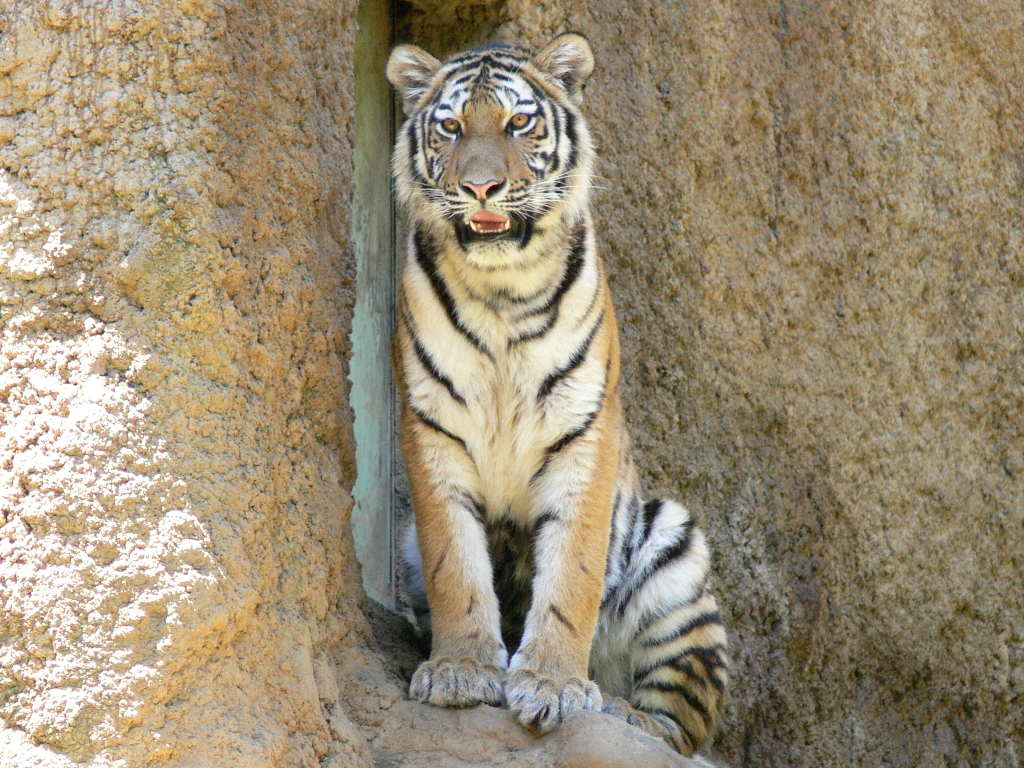 アムールトラ シベリアトラ 哺乳類図鑑 動物図鑑 動物写真のホームページ