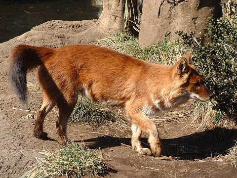 ドール アカオオカミ 赤狼 動物図鑑 動物写真のホームページ