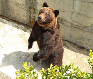 エゾヒグマ 蝦夷羆 蝦夷樋熊 動物図鑑 動物写真のホームページ