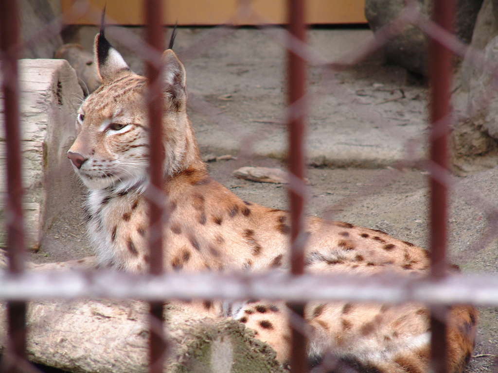 リンクス 山猫