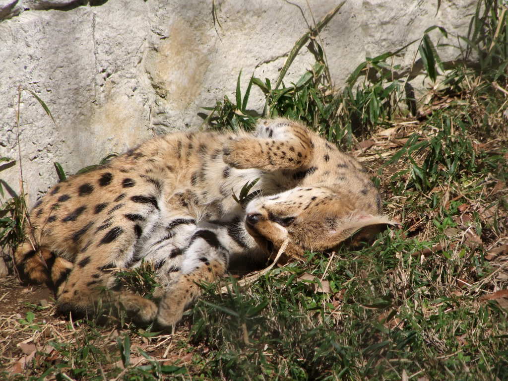 サーバル サーバルキャット 動物図鑑 動物写真のホームページ