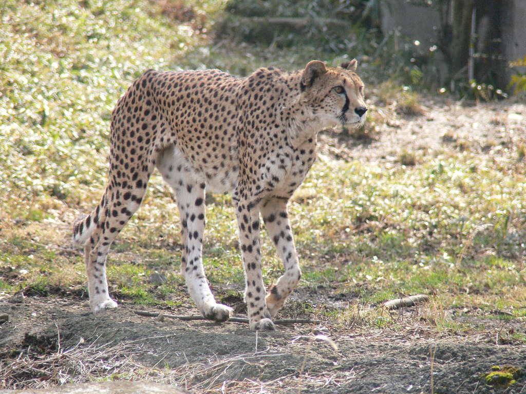 チーター（狩猟豹） - 動物図鑑 - 動物写真のホームページ