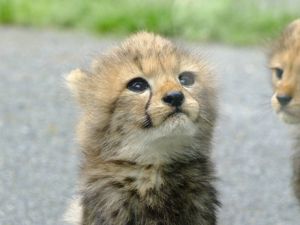 チーター 狩猟豹 動物図鑑 動物写真のホームページ