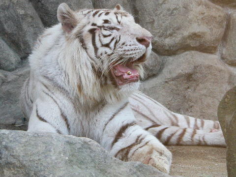 ホワイトタイガーペンガルトラの白変種   動物図鑑   動物写真の