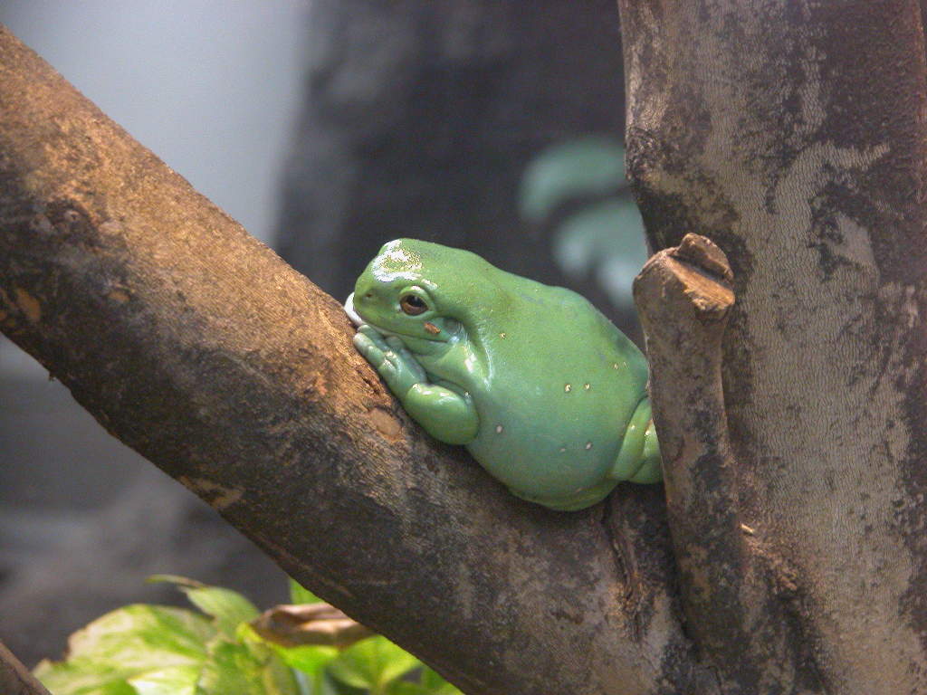 イエアメガエル ホワイトアマガエル 両生類図鑑 動物図鑑 動物写真のホームページ