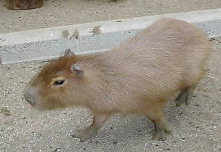 カピバラ 動物図鑑 動物写真のホームページ