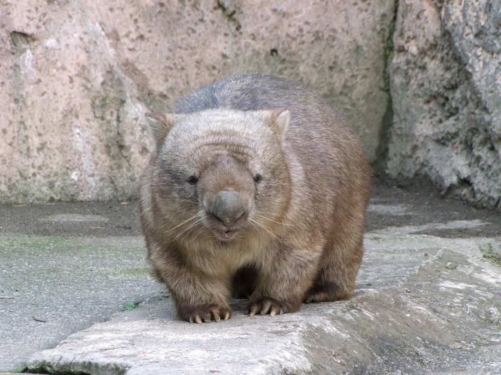 ヒメウォンバット コモンウォンバット オーストラリアウォンバット 動物図鑑 動物写真のホームページ