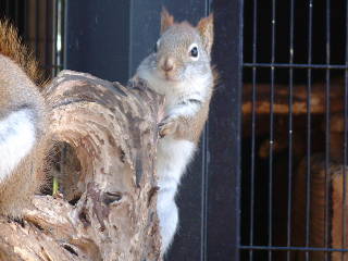 アメリカアカリス 亜米利加赤栗鼠 動物図鑑 動物写真のホームページ