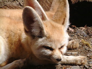 フェネック フェネックギツネ 動物図鑑 動物写真のホームページ