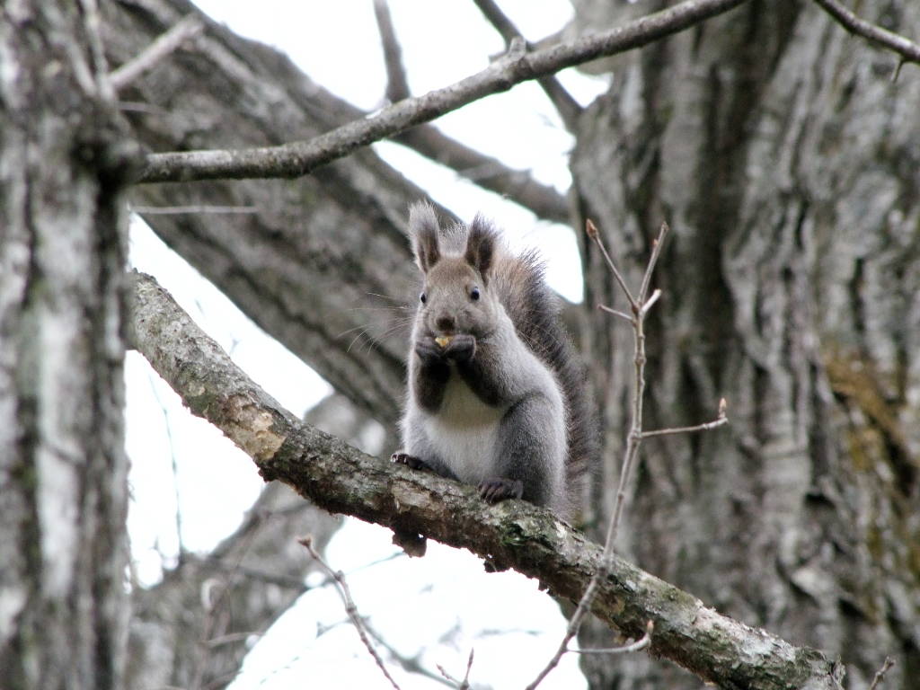 エゾリス 蝦夷栗鼠 動物図鑑 動物写真のホームページ