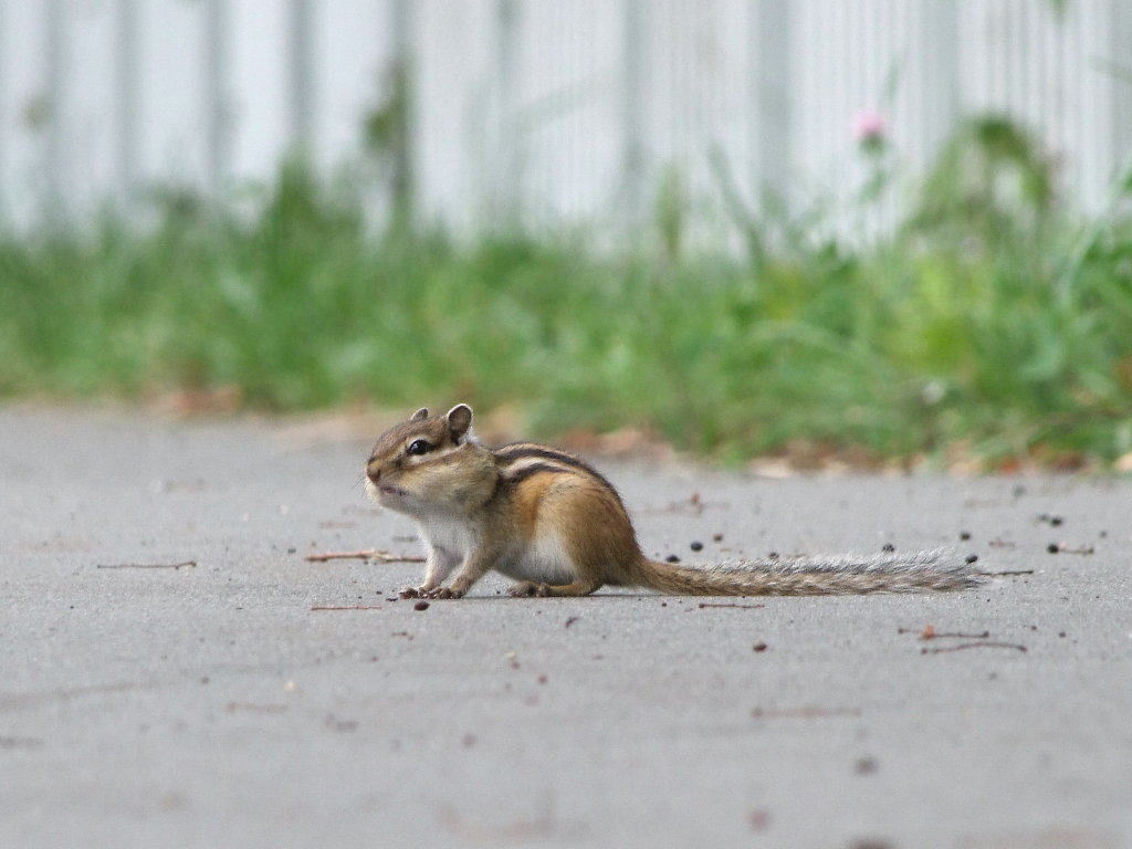 エゾシマリス 蝦夷縞栗鼠 動物図鑑 動物写真のホームページ