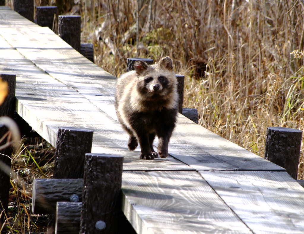 エゾタヌキ 蝦夷狸 動物図鑑 動物写真のホームページ