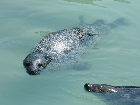 ゴマフアザラシ 胡麻斑海豹 哺乳類図鑑 動物図鑑 動物写真のホームページ