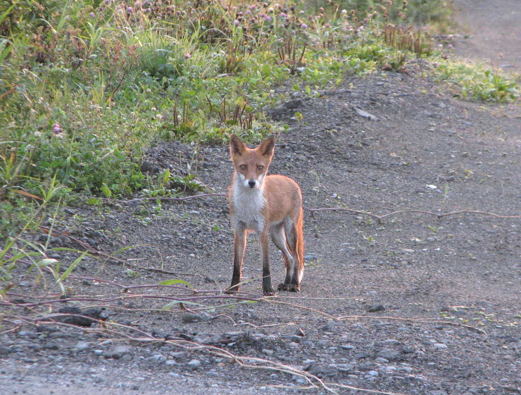 キタキツネ 北狐 哺乳類図鑑 動物図鑑 動物写真のホームページ