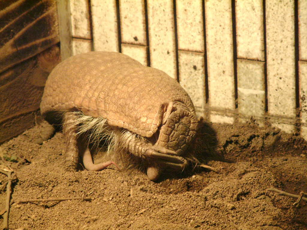 マタコミツオビアルマジロ 哺乳類図鑑 動物図鑑 動物写真のホームページ