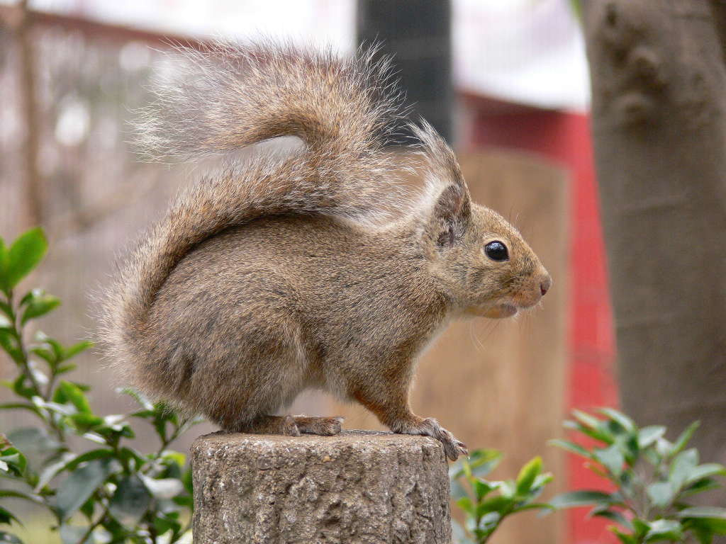 ニホンリス ホンドリス キネズミ 動物図鑑 動物写真のホームページ