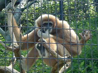 シロテテナガザル 白手手長猿 哺乳類図鑑 動物図鑑 動物写真のホームページ