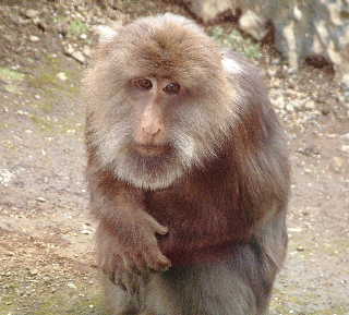 チベットモンキー チベットベニガオザル 哺乳類図鑑 動物図鑑 動物写真のホームページ