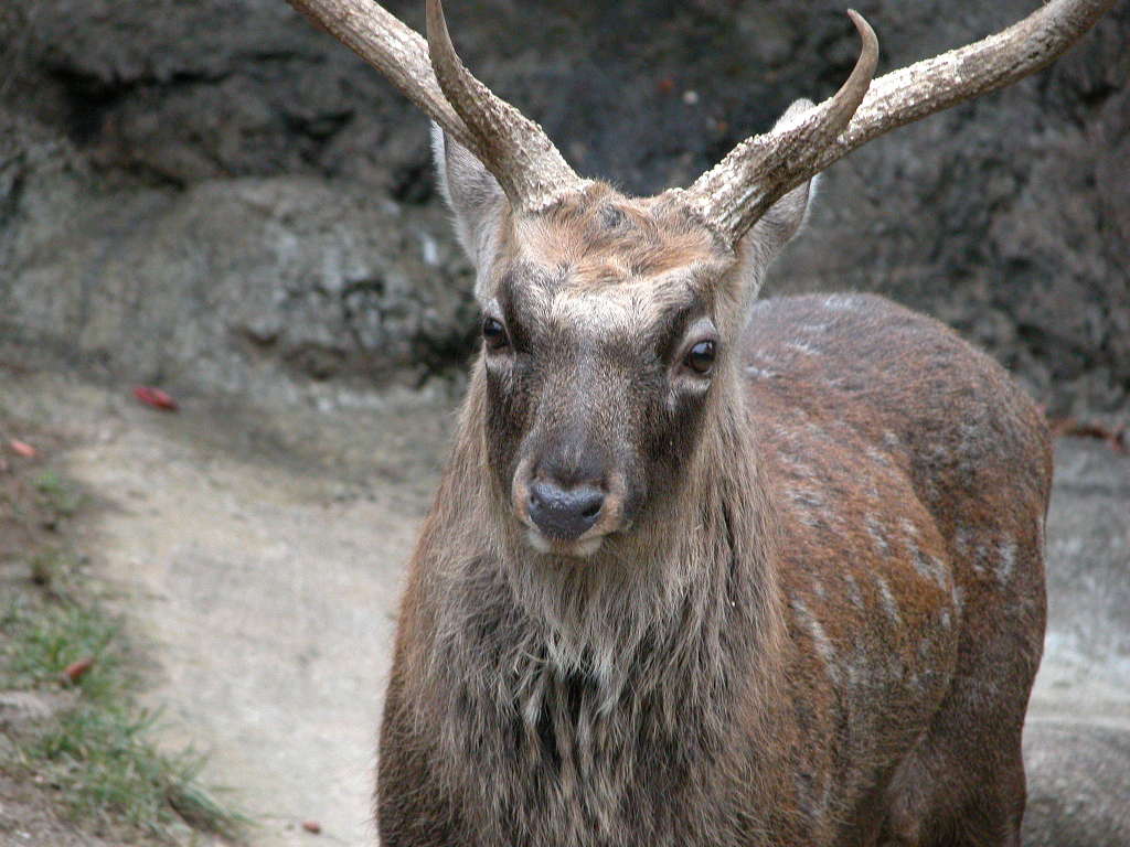 エゾシカ 蝦夷鹿 動物図鑑 動物写真のホームページ