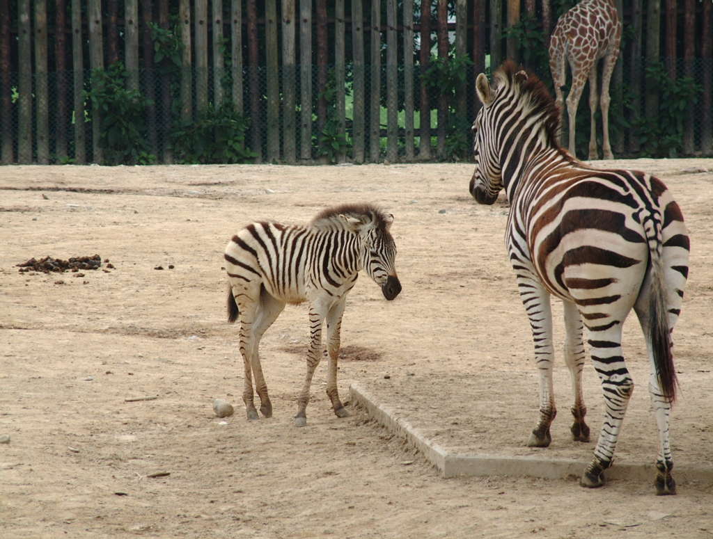 グラントシマウマ 動物図鑑 動物写真のホームページ