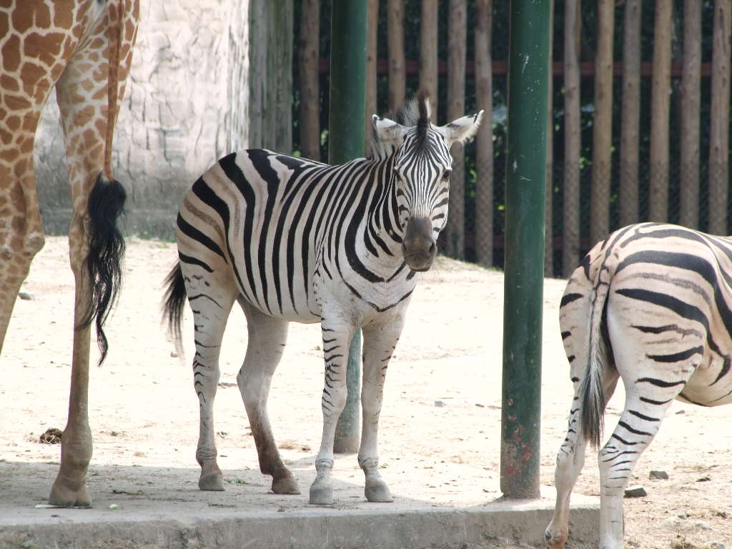 グラントシマウマ 動物図鑑 動物写真のホームページ