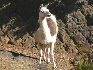 ラマ リャマ ジャマ 動物図鑑 動物写真のホームページ