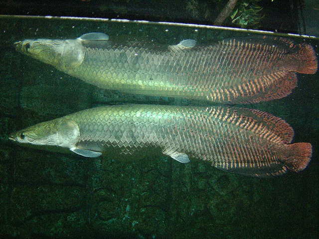 ピラルク 淡水の生き物図鑑 動物図鑑 動物写真のホームページ