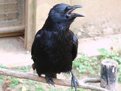 ハシボソガラス 嘴細烏 動物図鑑 動物写真のホームページ