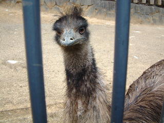 エミュー 動物図鑑 動物写真のホームページ