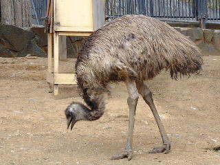 エミュー 動物図鑑 動物写真のホームページ