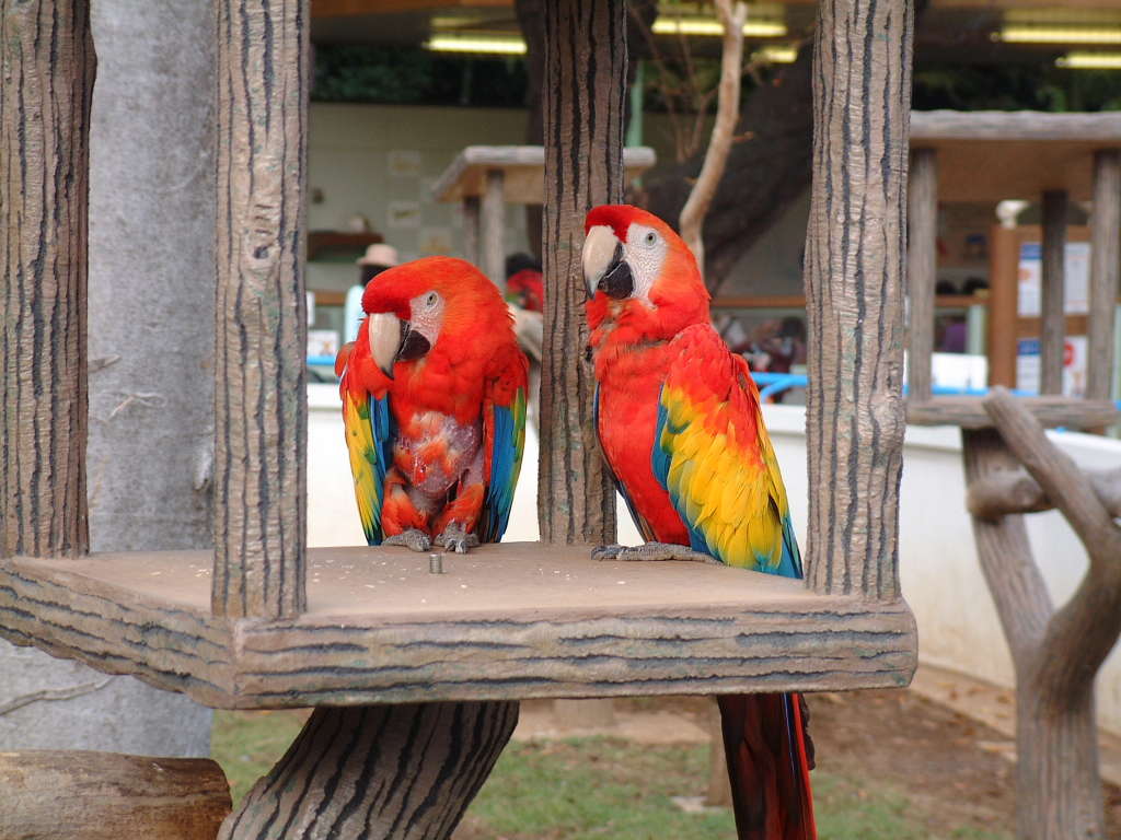 アカコンゴウインコ 赤金剛鸚哥 赤金剛インコ 動物図鑑 動物写真のホームページ