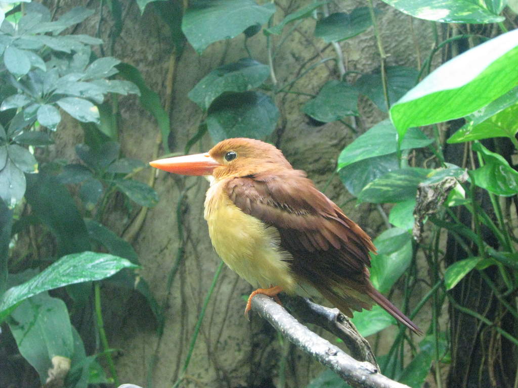 アカショウビン 火の鳥 動物図鑑 動物写真のホームページ