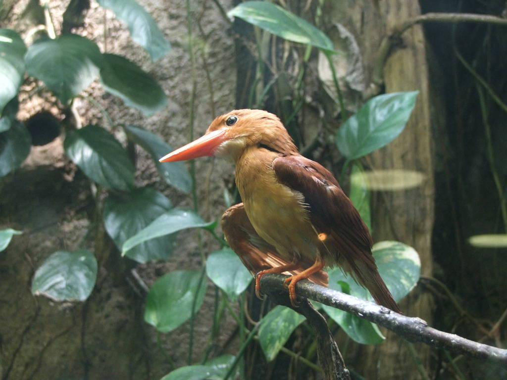 アカショウビン 火の鳥 動物図鑑 動物写真のホームページ