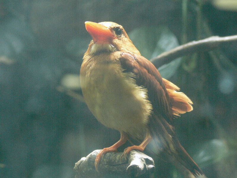 アカショウビン 火の鳥 動物図鑑 動物写真のホームページ