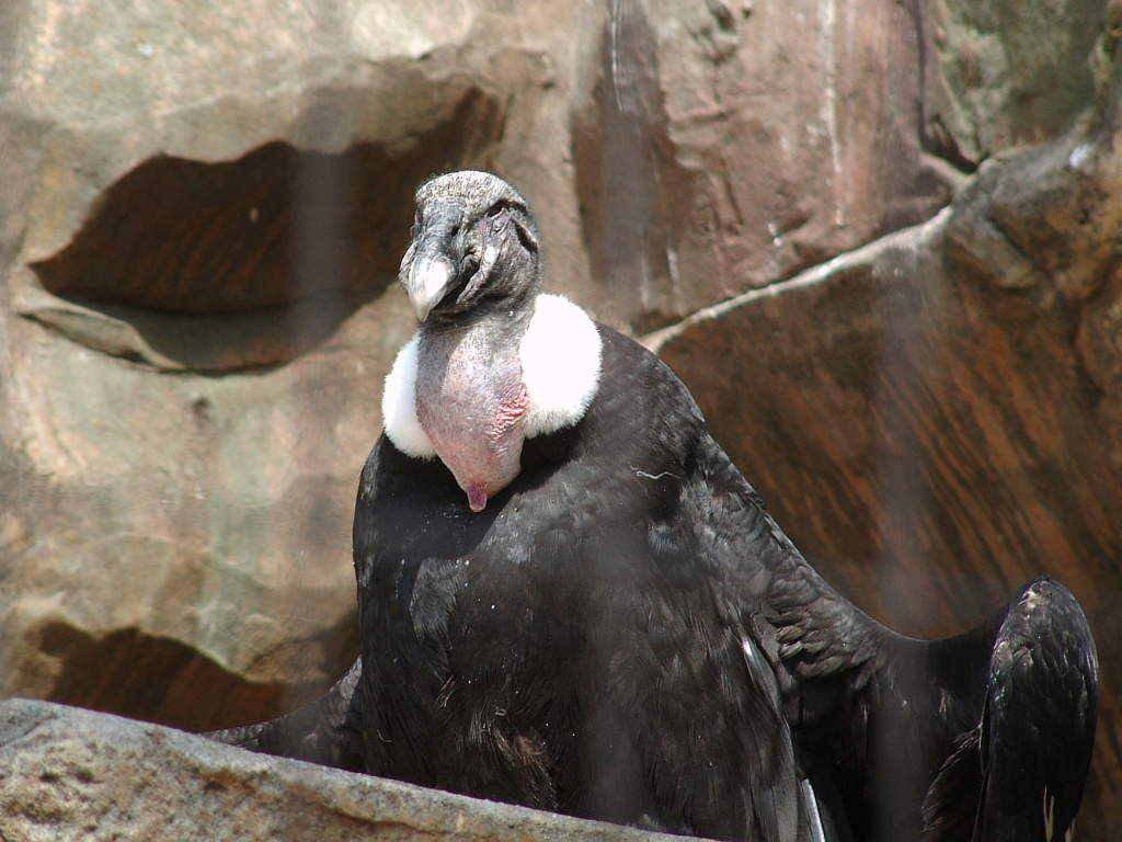 アンデスコンドル コンドル 南米コンドル 鳥類図鑑 動物図鑑 動物写真のホームページ