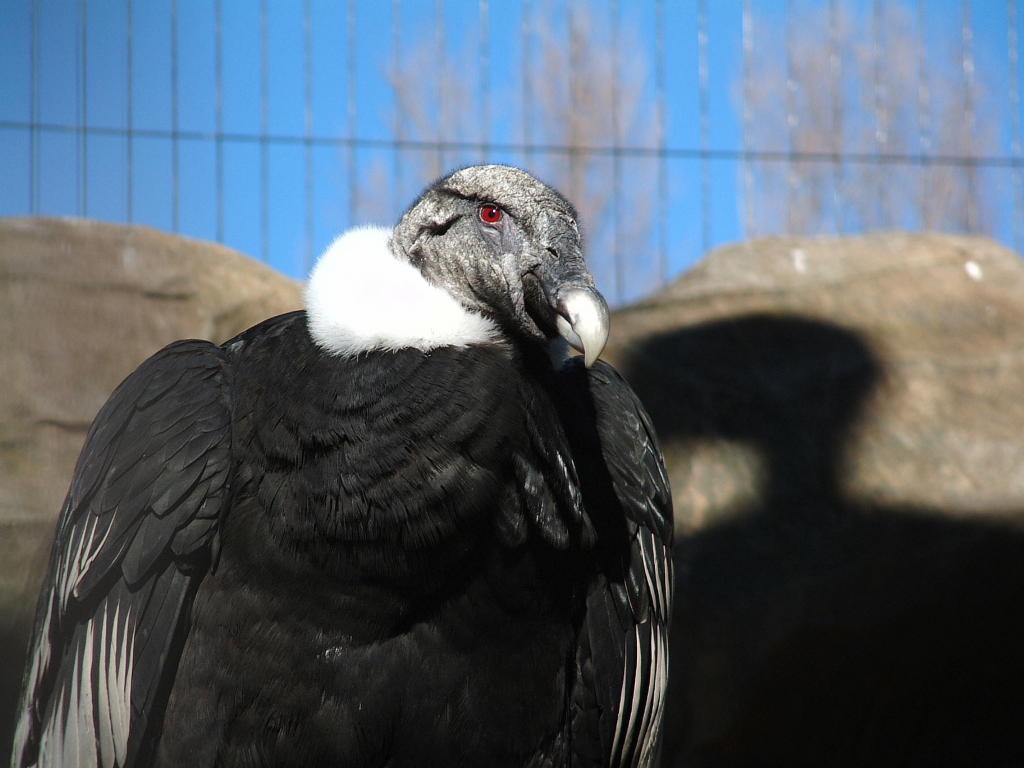 アンデスコンドル コンドル 南米コンドル 鳥類図鑑 動物図鑑 動物写真のホームページ