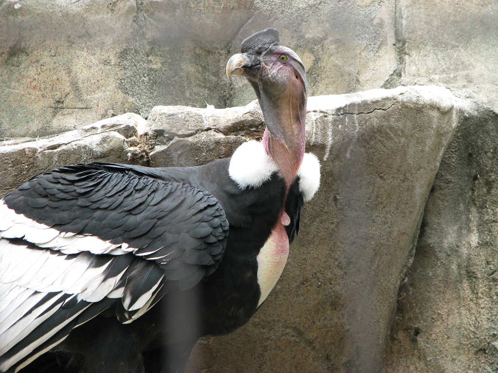 アンデスコンドル コンドル 南米コンドル 鳥類図鑑 動物図鑑 動物写真のホームページ