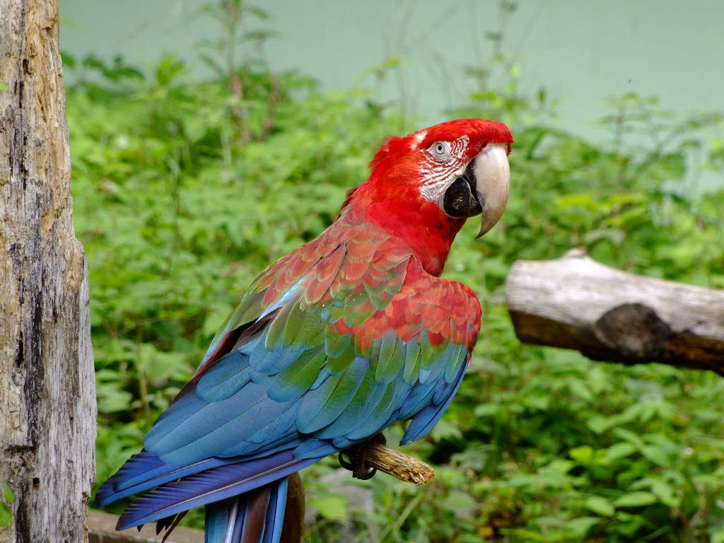 ベニコンゴウインコ 紅金剛インコ 紅金剛鸚哥 動物図鑑 動物写真のホームページ