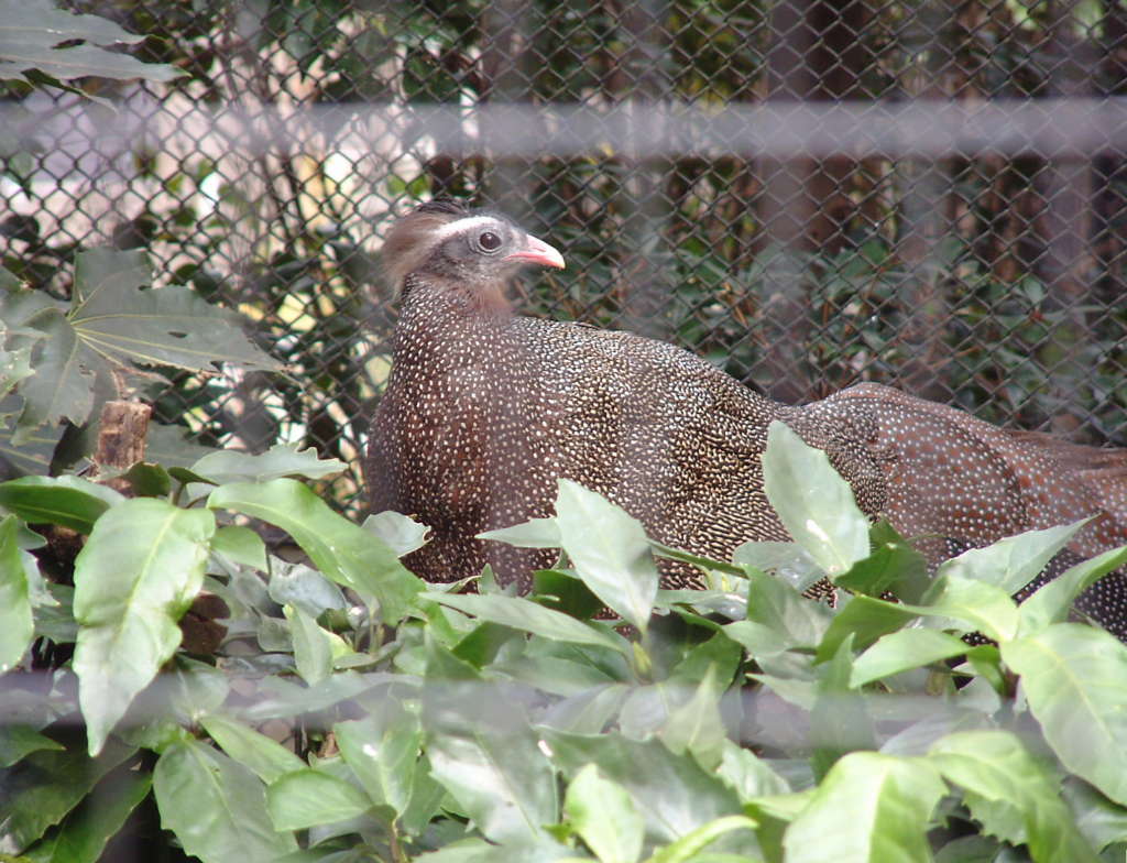 カンムリセイラン 冠青鸞 動物図鑑 動物写真のホームページ