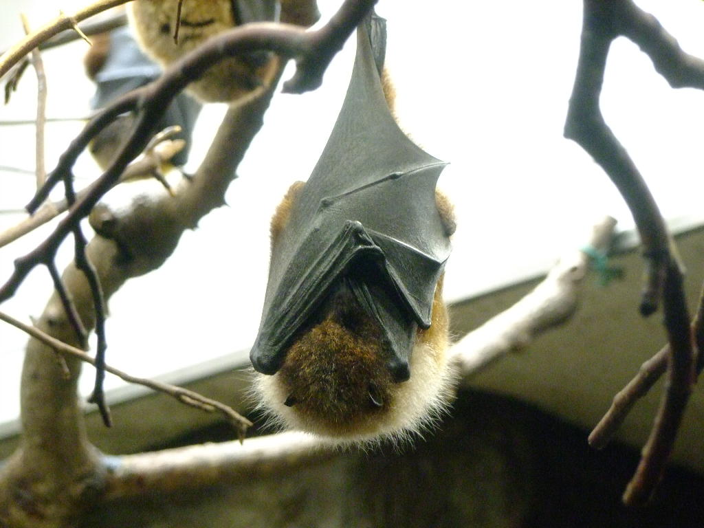 オリイオオコウモリ 鳥類図鑑 動物図鑑 動物写真のホームページ