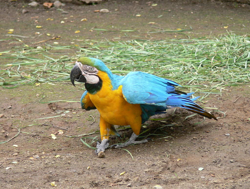 ルリコンゴウインコ 瑠璃金剛鸚哥 動物図鑑 動物写真のホームページ