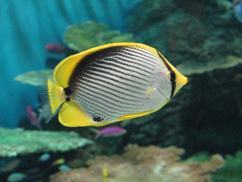 アケボノチョウチョウウオ 曙蝶々魚 海の生き物図鑑 動物図鑑 動物写真のホームページ